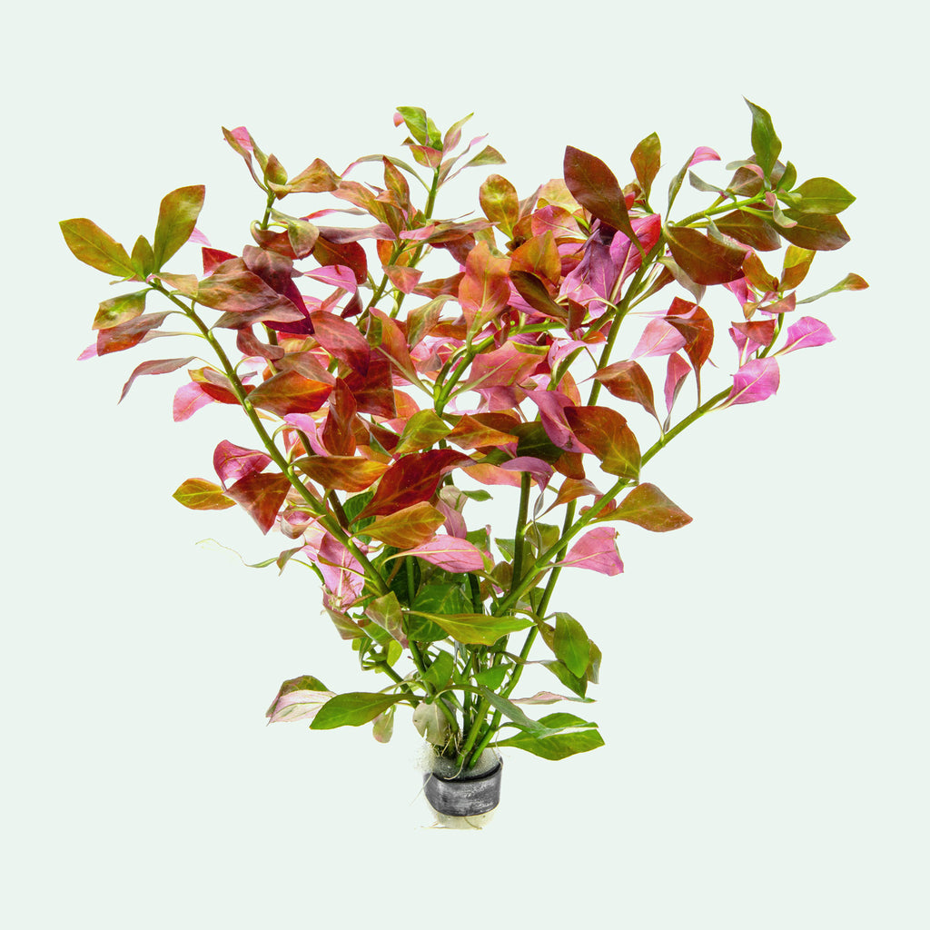 Ludwigia Ovalis - Glass Aqua