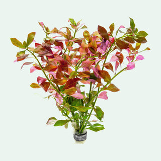 Ludwigia Ovalis - Glass Aqua