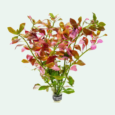 Ludwigia Ovalis - Glass Aqua
