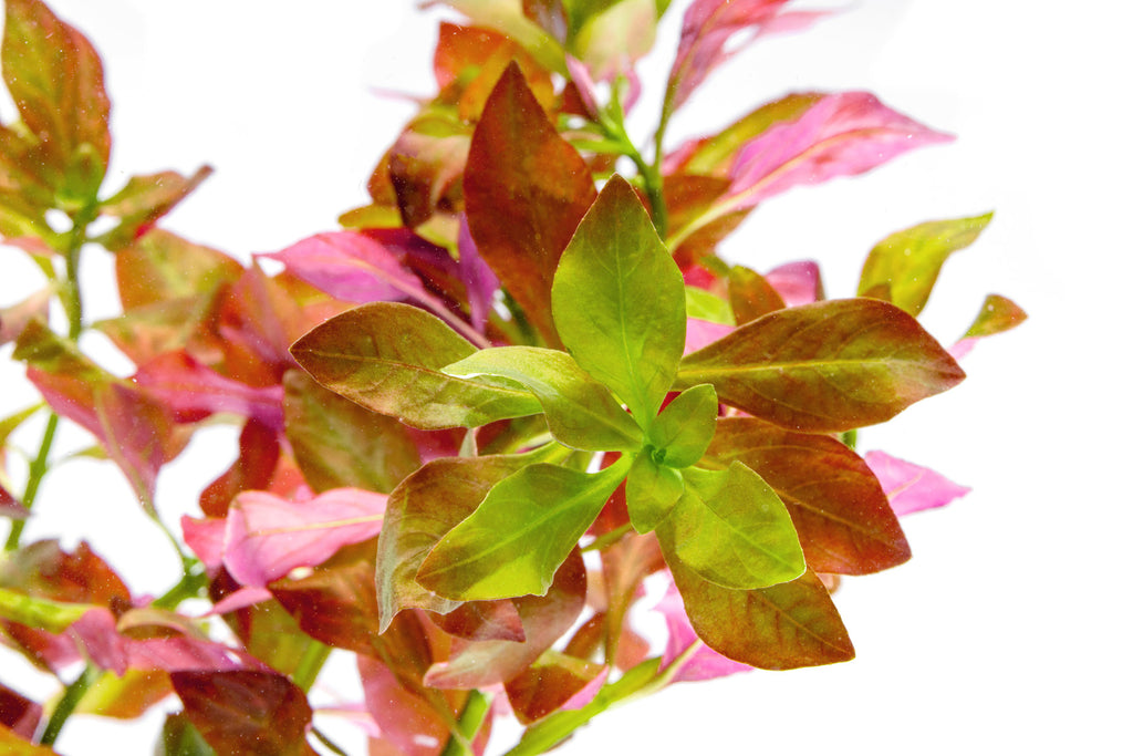 Ludwigia Ovalis - Glass Aqua