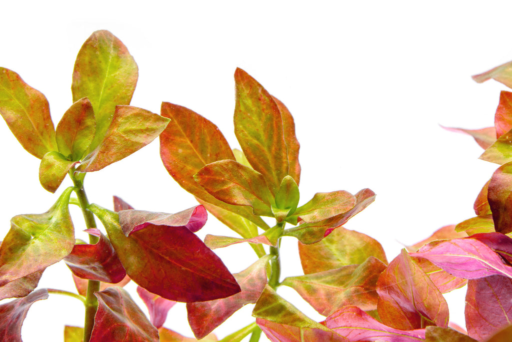 Ludwigia Ovalis - Glass Aqua