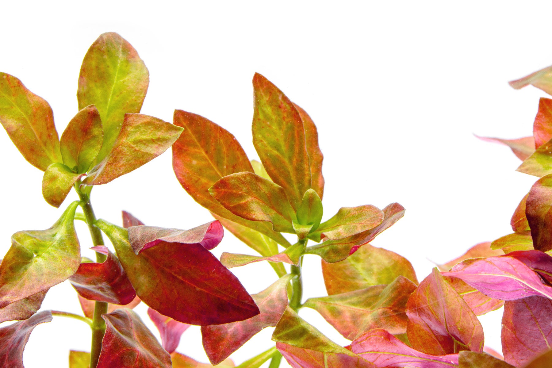 Ludwigia Ovalis - Glass Aqua