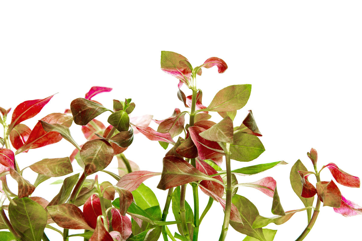 Ludwigia Ovalis - Glass Aqua