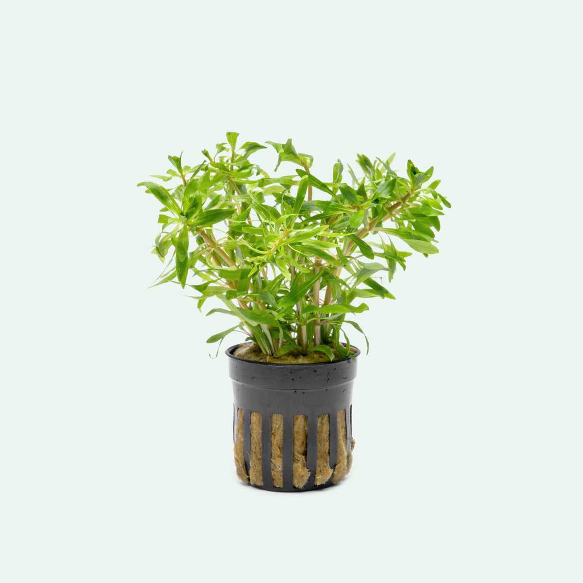 Ludwigia Inclinata var. Verticillata 'Pantanal'