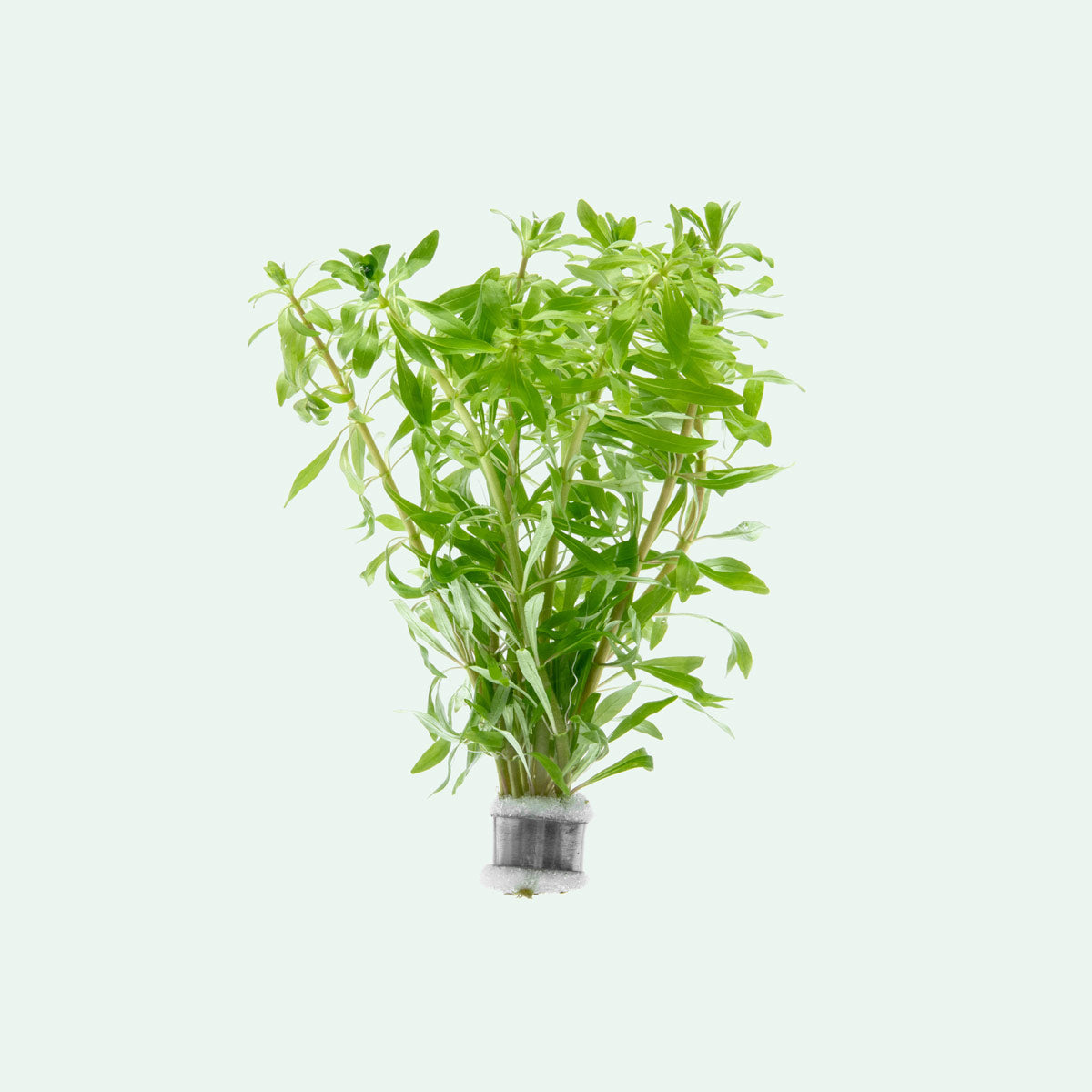 Ludwigia Inclinata var. Verticillata 'Pantanal'