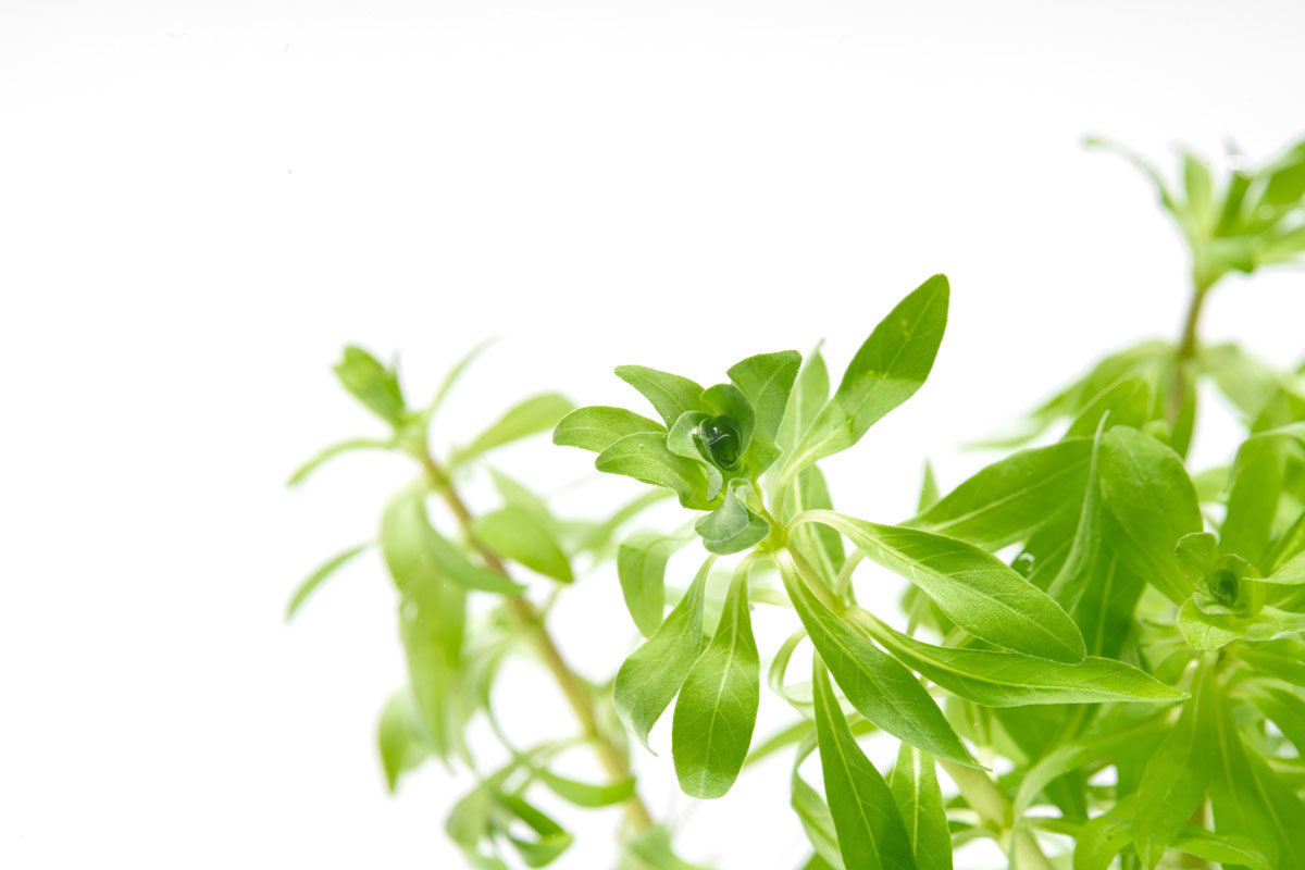 Ludwigia Inclinata var. Verticillata 'Pantanal'