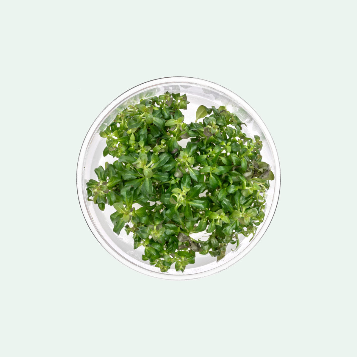 Ludwigia Peruensis Tissue Culture | Aquarium Stem Plants - Glass Aqua