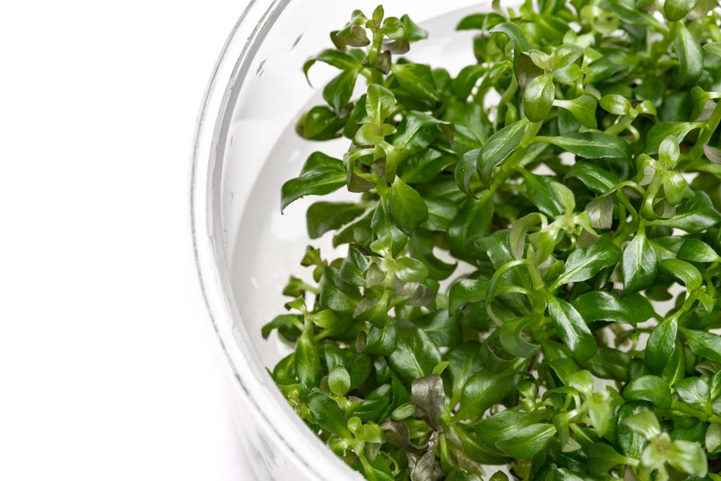 Ludwigia Peruensis Tissue Culture | Aquarium Stem Plants - Glass Aqua