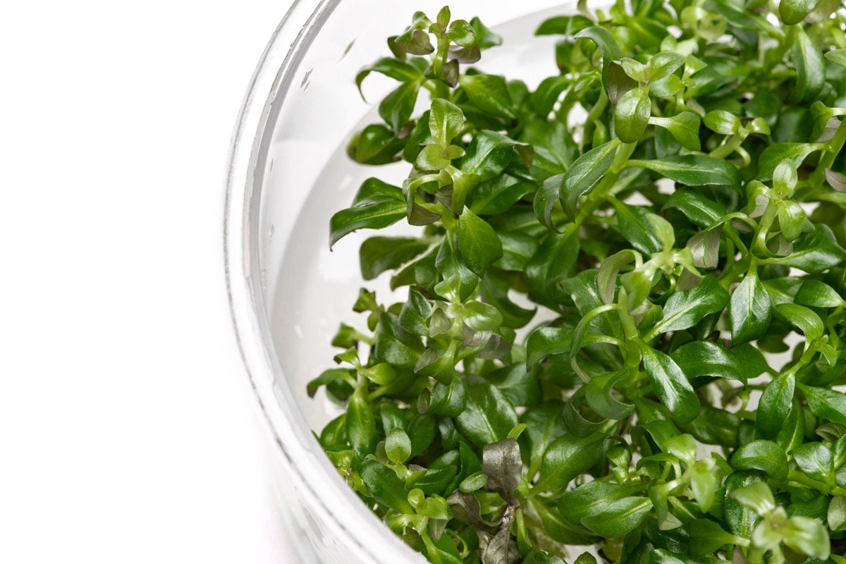 Ludwigia Peruensis Tissue Culture | Aquarium Stem Plants - Glass Aqua