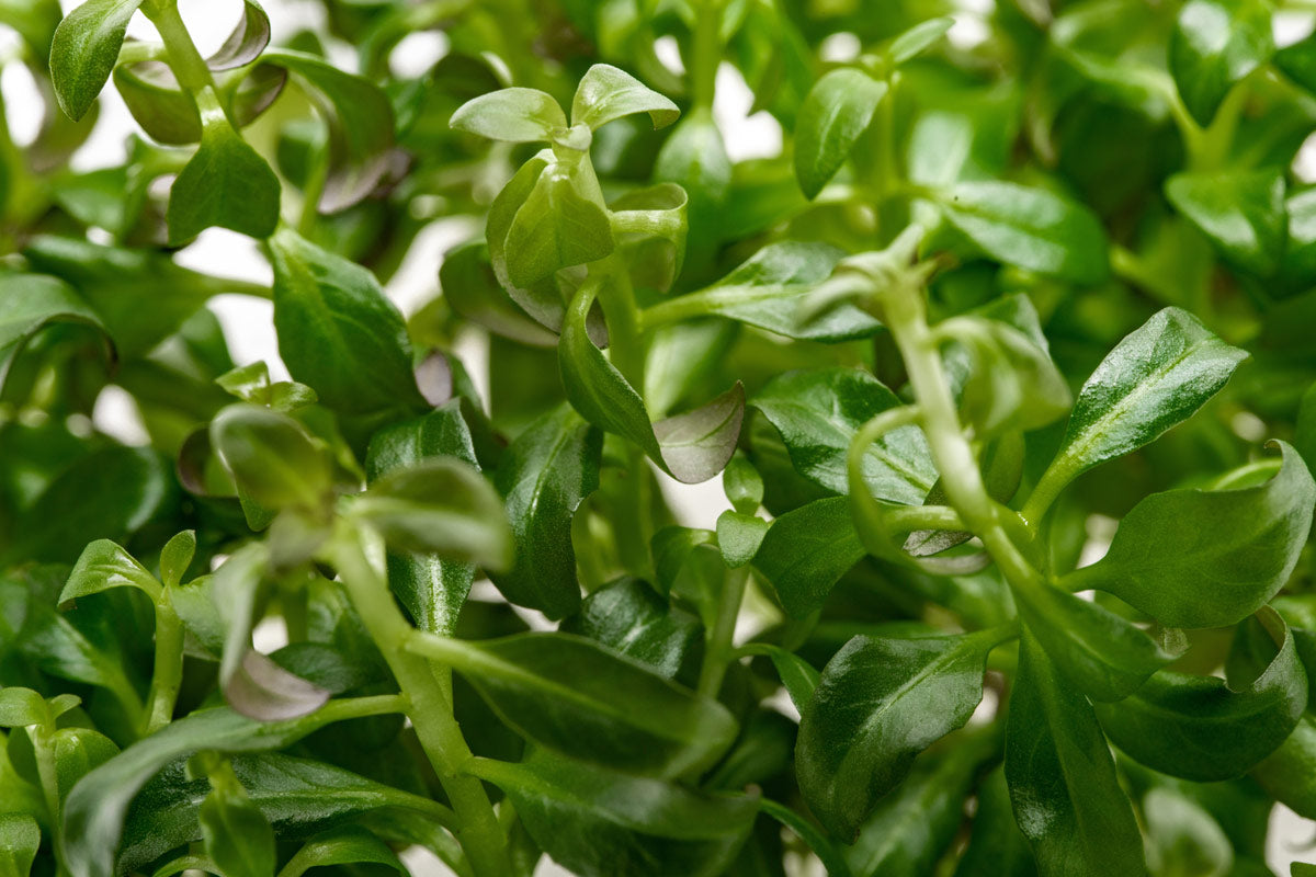 Ludwigia Peruensis Tissue Culture | Aquarium Stem Plants - Glass Aqua
