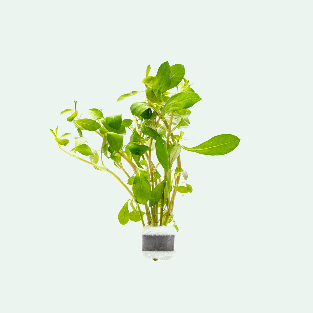 Ludwigia Repens Beginner Red Aquarium Plant for Planted Tank