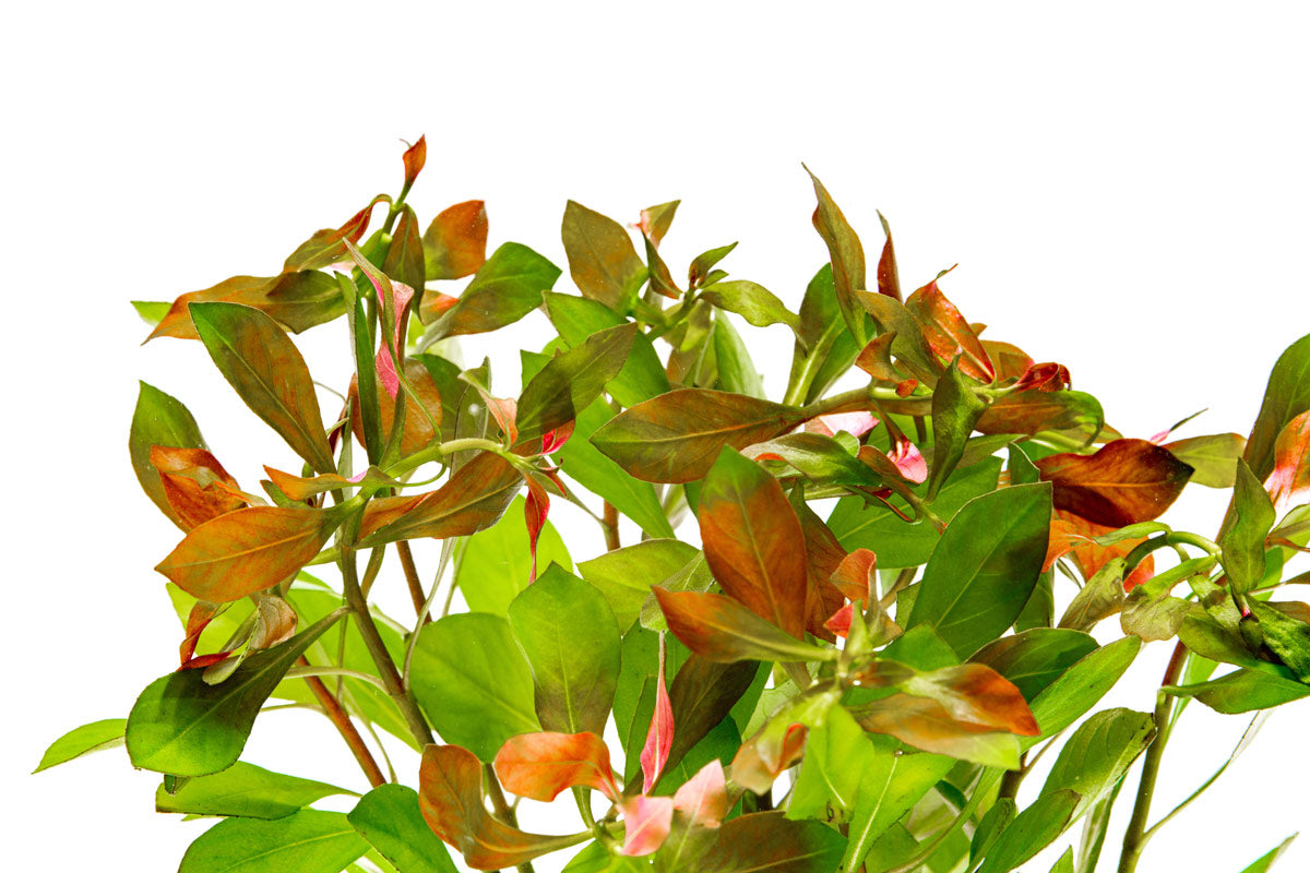 Ludwigia Repens - Glass Aqua