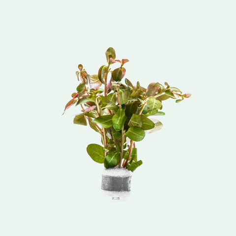 Shop Ludwigia Senegalensis Aquatic Plants - Glass Aqua