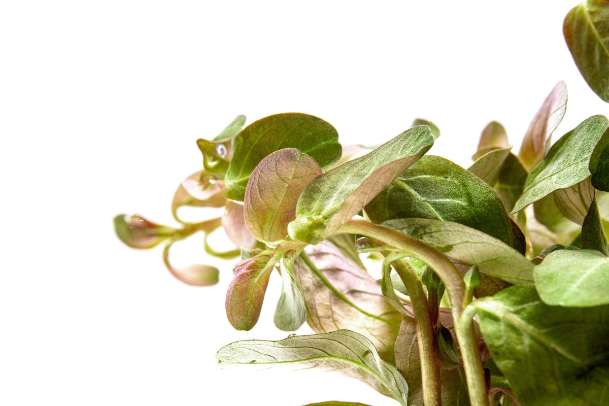 Shop Ludwigia Senegalensis Aquatic Plants - Glass Aqua