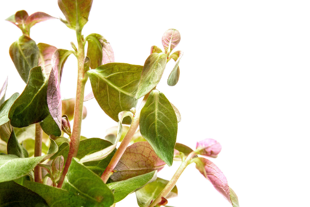 Shop Ludwigia Senegalensis Aquatic Plants - Glass Aqua