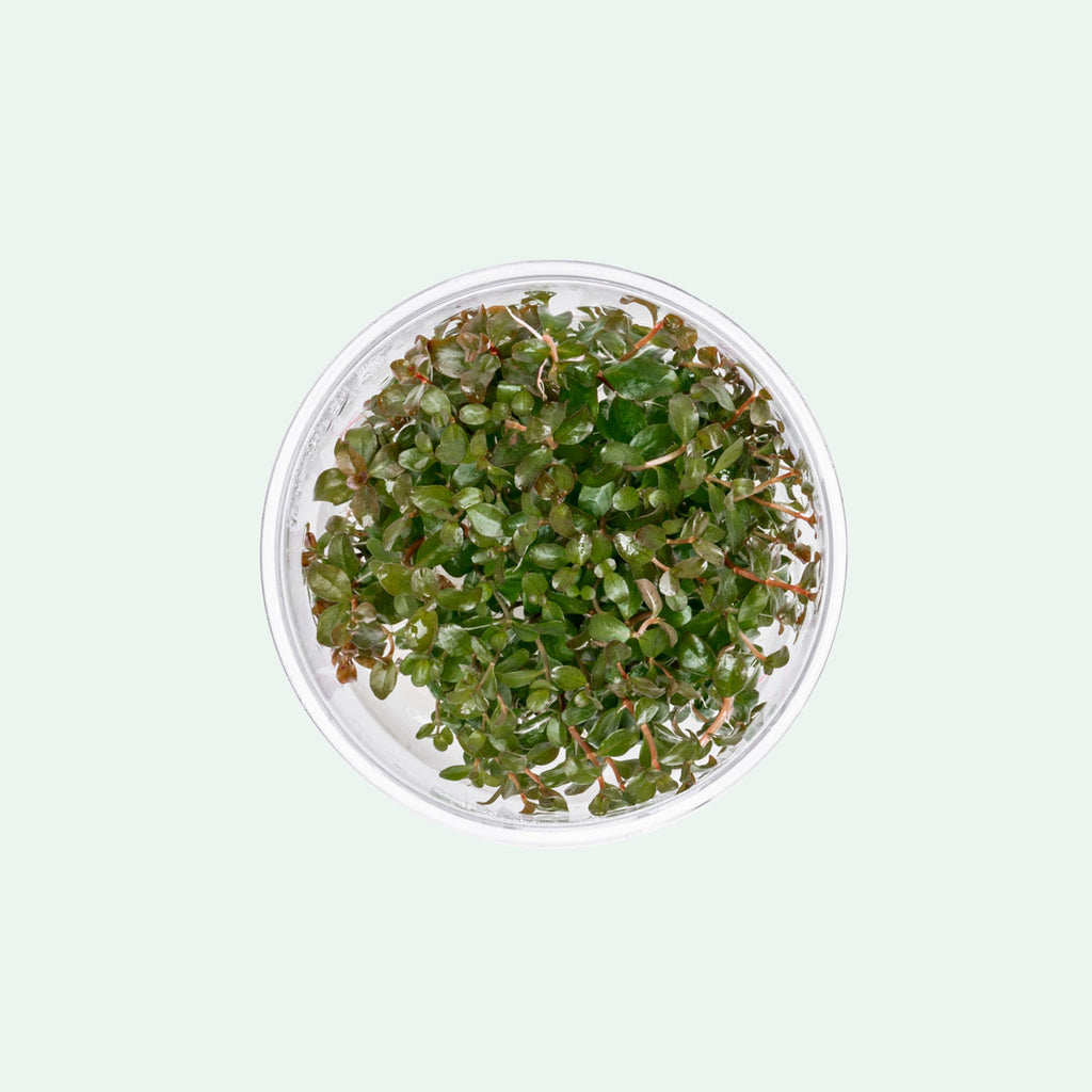 Ludwigia Senegalensis