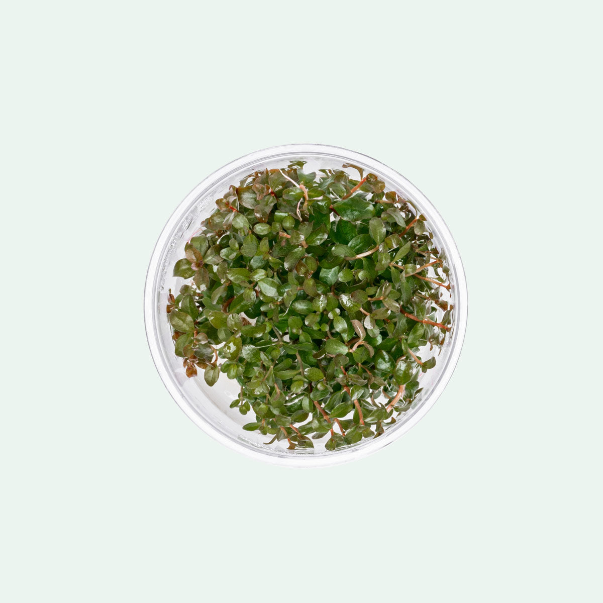 Ludwigia Senegalensis