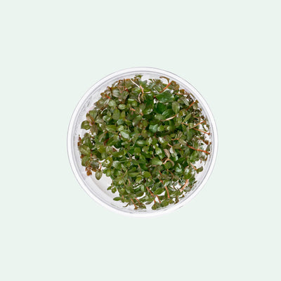 Ludwigia Senegalensis