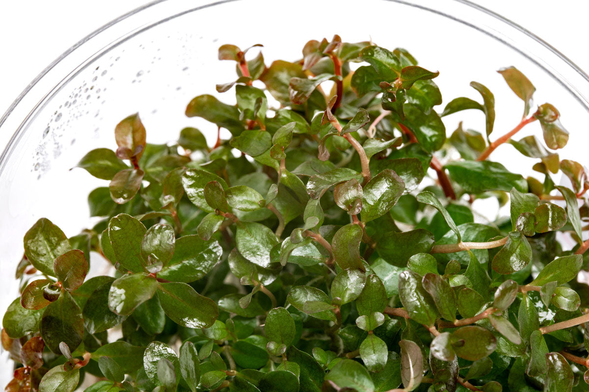 Ludwigia Senegalensis