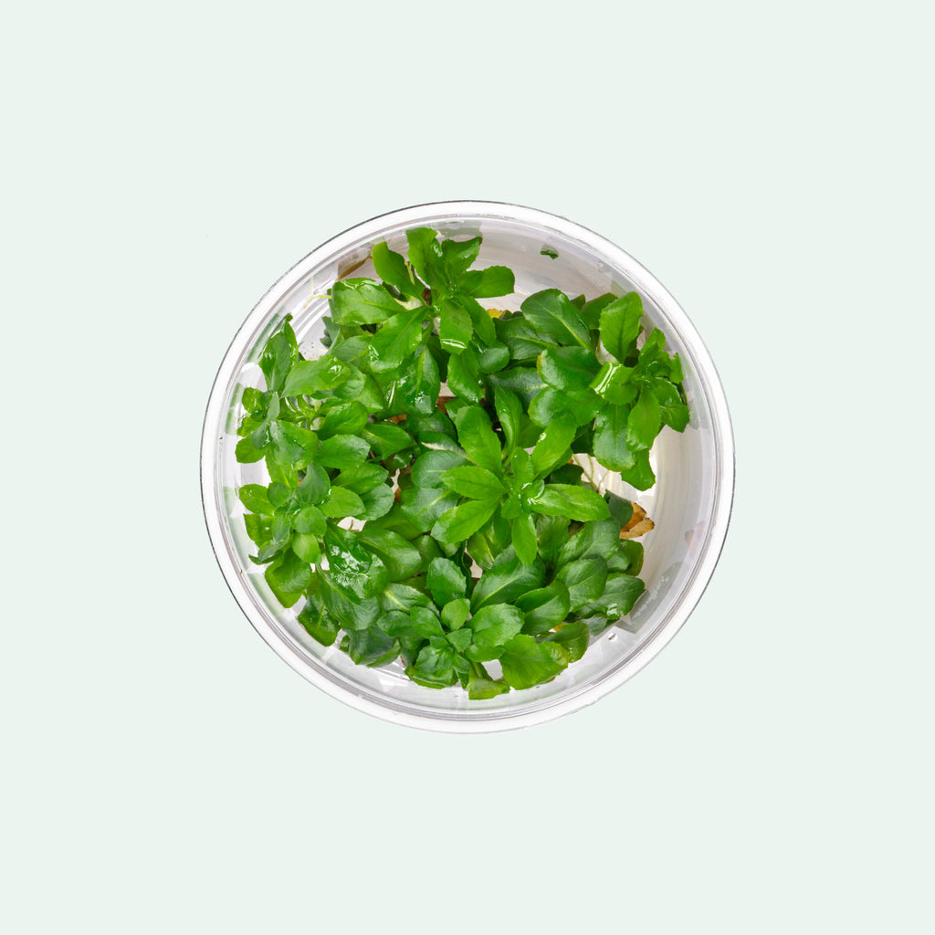 Ludwigia Sphaerocarpa - Glass Aqua
