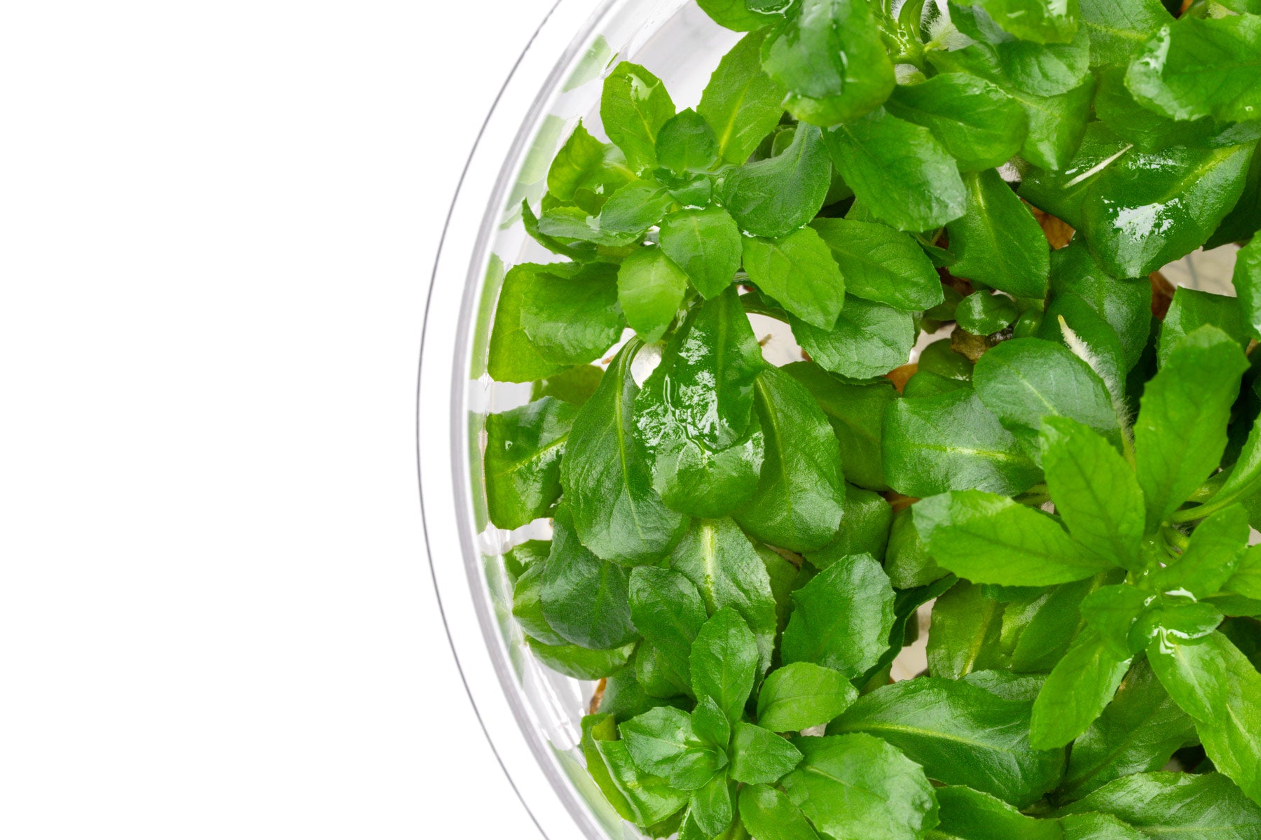 Ludwigia Sphaerocarpa - Glass Aqua