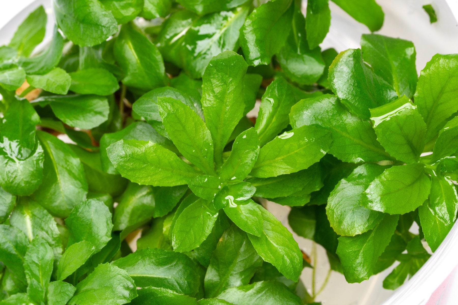 Ludwigia Sphaerocarpa - Glass Aqua