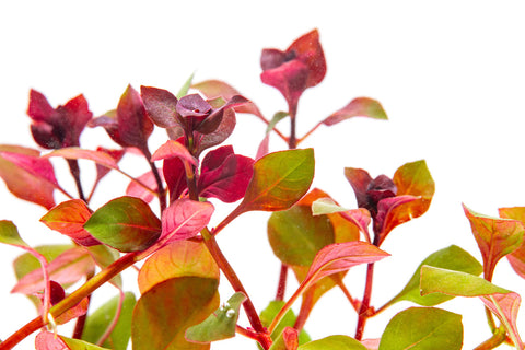 Ludwigia Natans - Glass Aqua