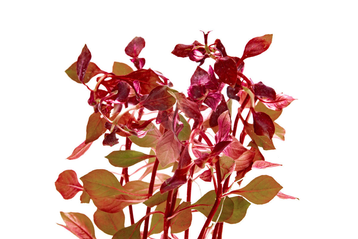 Ludwigia Natans - Glass Aqua
