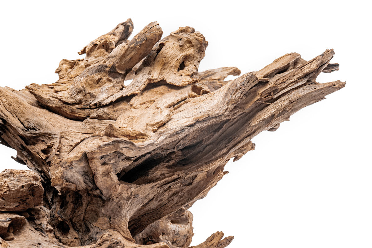 Shop Planted Aquarium Madra Driftwood Hardscape - Glass Aqua