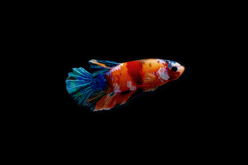 Koi Galaxy Male Betta Fish