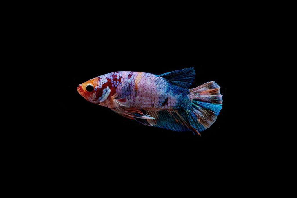 Koi Galaxy Male Betta Fish