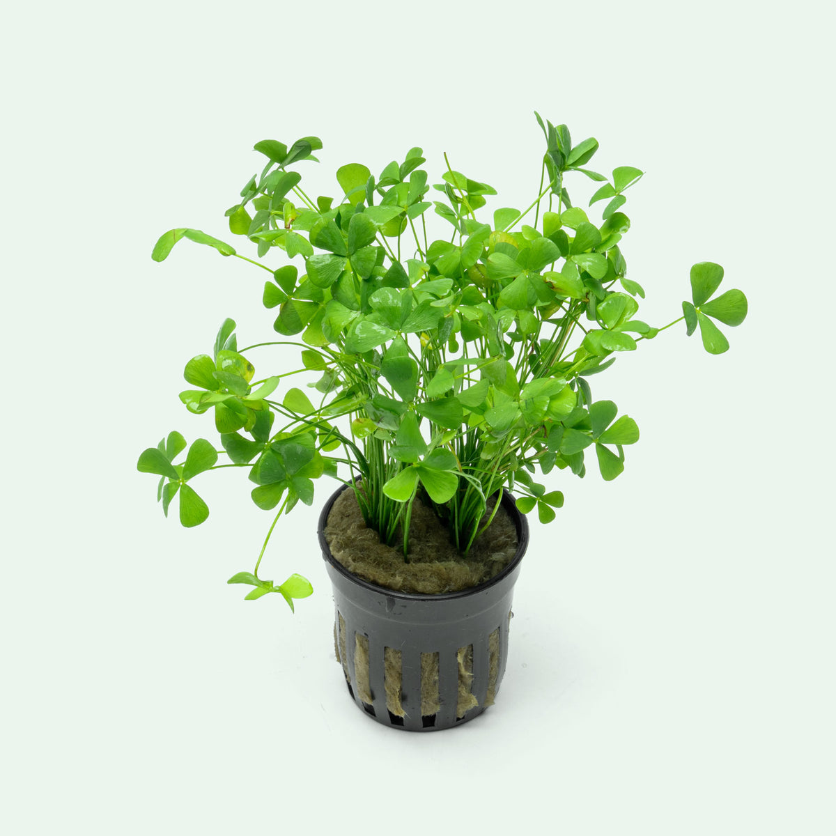 Marsilea Crenata