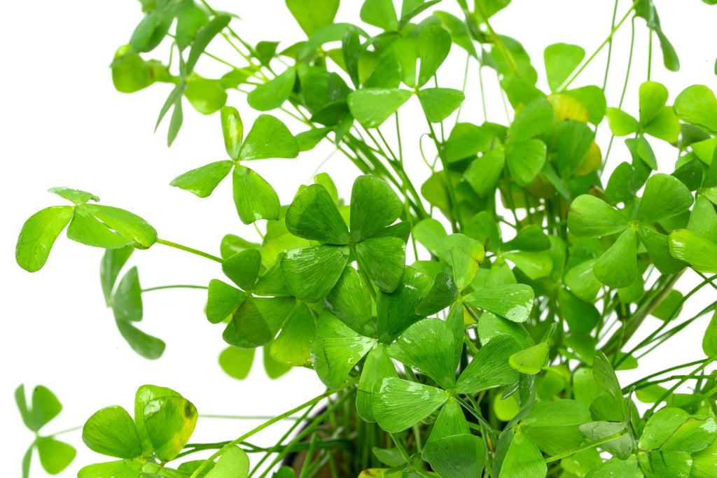 Marsilea Crenata