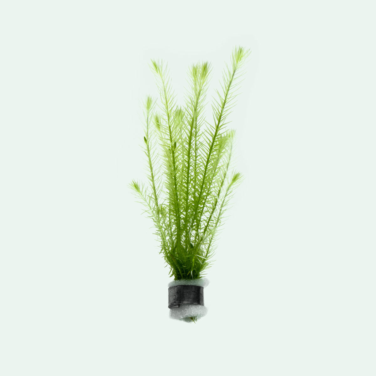 Mayaca Fluviatilis | Shop Live Aquatic Stem Plants - Glass Aqua