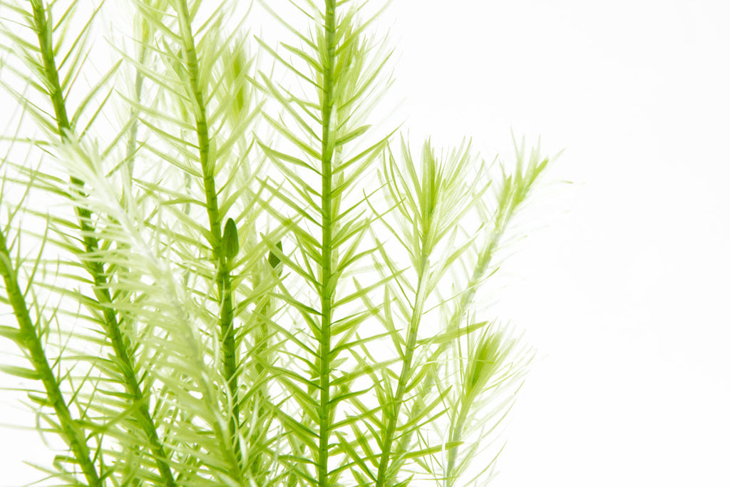 Mayaca Fluviatilis | Shop Live Aquatic Stem Plants - Glass Aqua