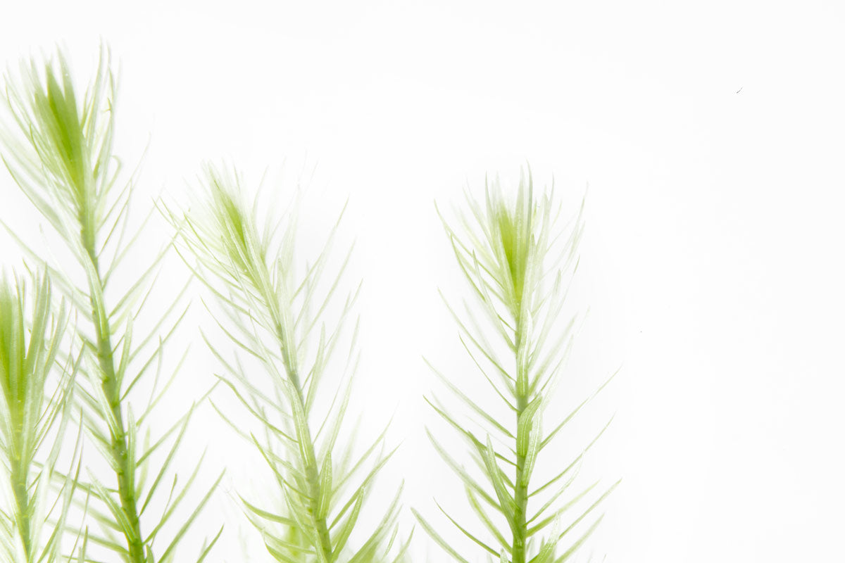 Mayaca Fluviatilis | Shop Live Aquatic Stem Plants - Glass Aqua