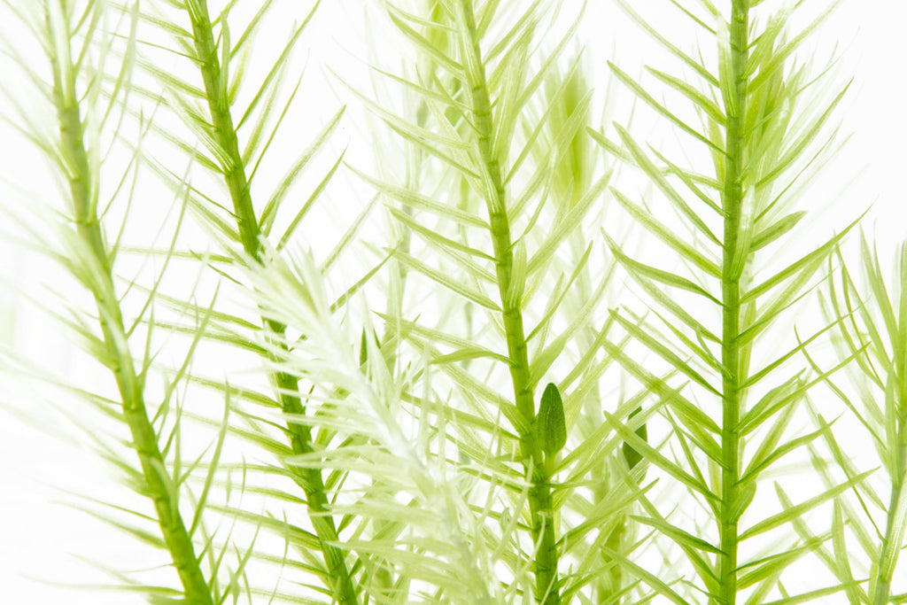 Mayaca Fluviatilis | Shop Live Aquatic Stem Plants - Glass Aqua