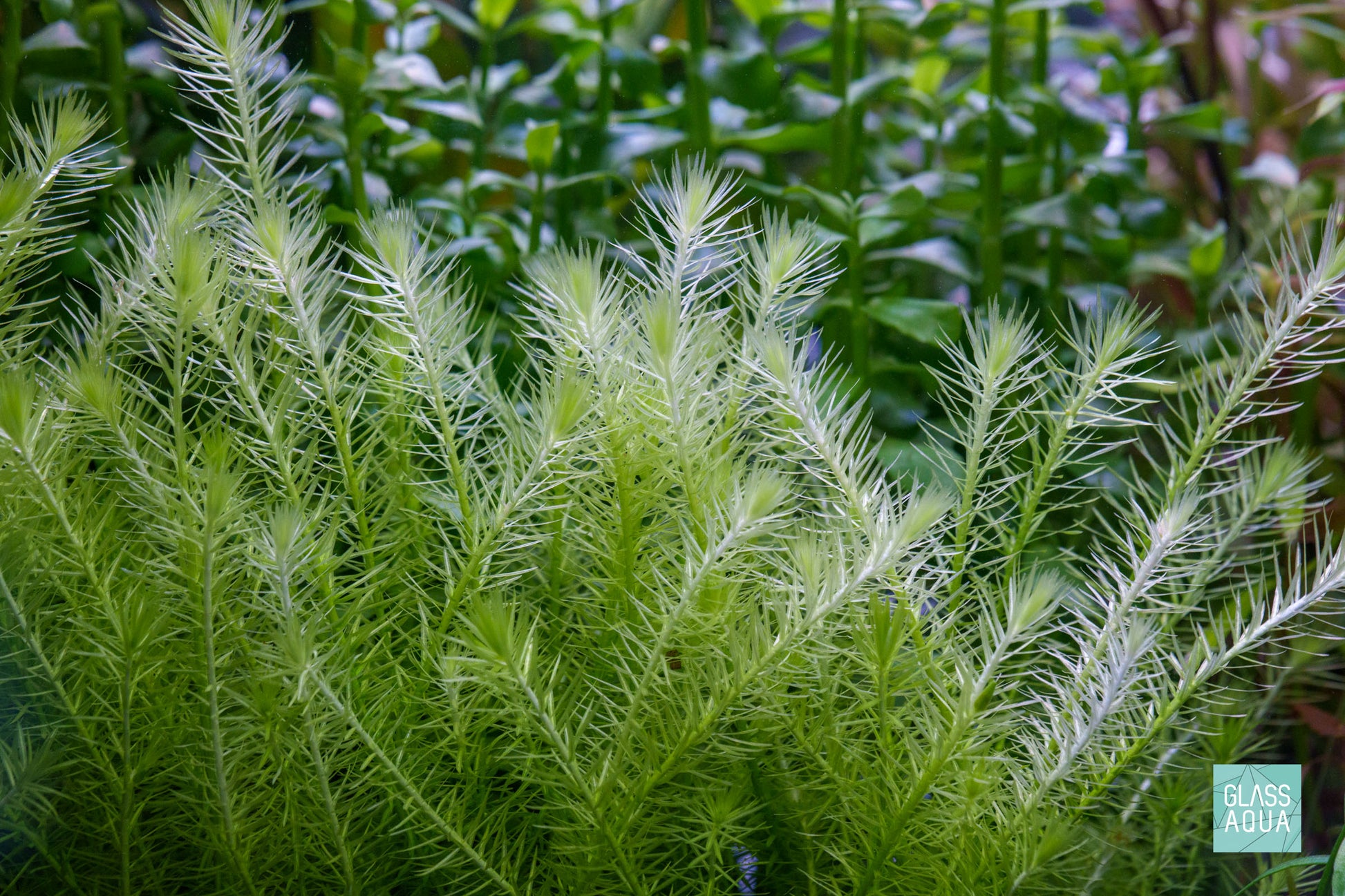 Mayaca Fluviatilis Freshwater Aquatic Aquarium Plant