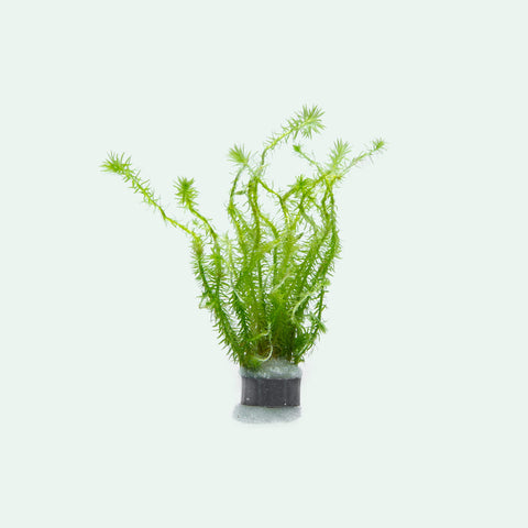 Mayaca Fluviatilis | Shop Live Aquatic Stem Plants - Glass Aqua