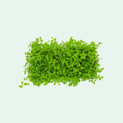 Micranthemum Monte Carlo - Stainless Steel | Carpet Plant - Glass Aqua