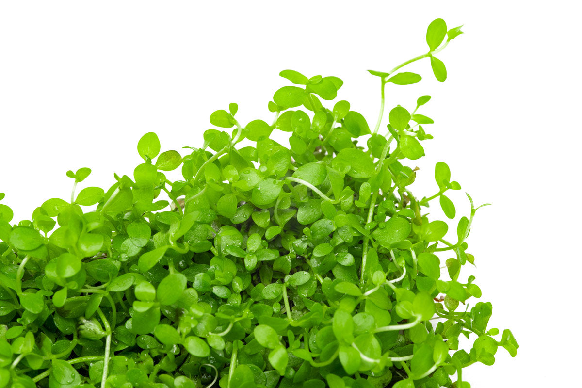 Micranthemum Monte Carlo - Stainless Steel | Carpet Plant - Glass Aqua