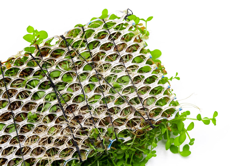 Micranthemum Monte Carlo - Stainless Steel | Carpet Plant - Glass Aqua