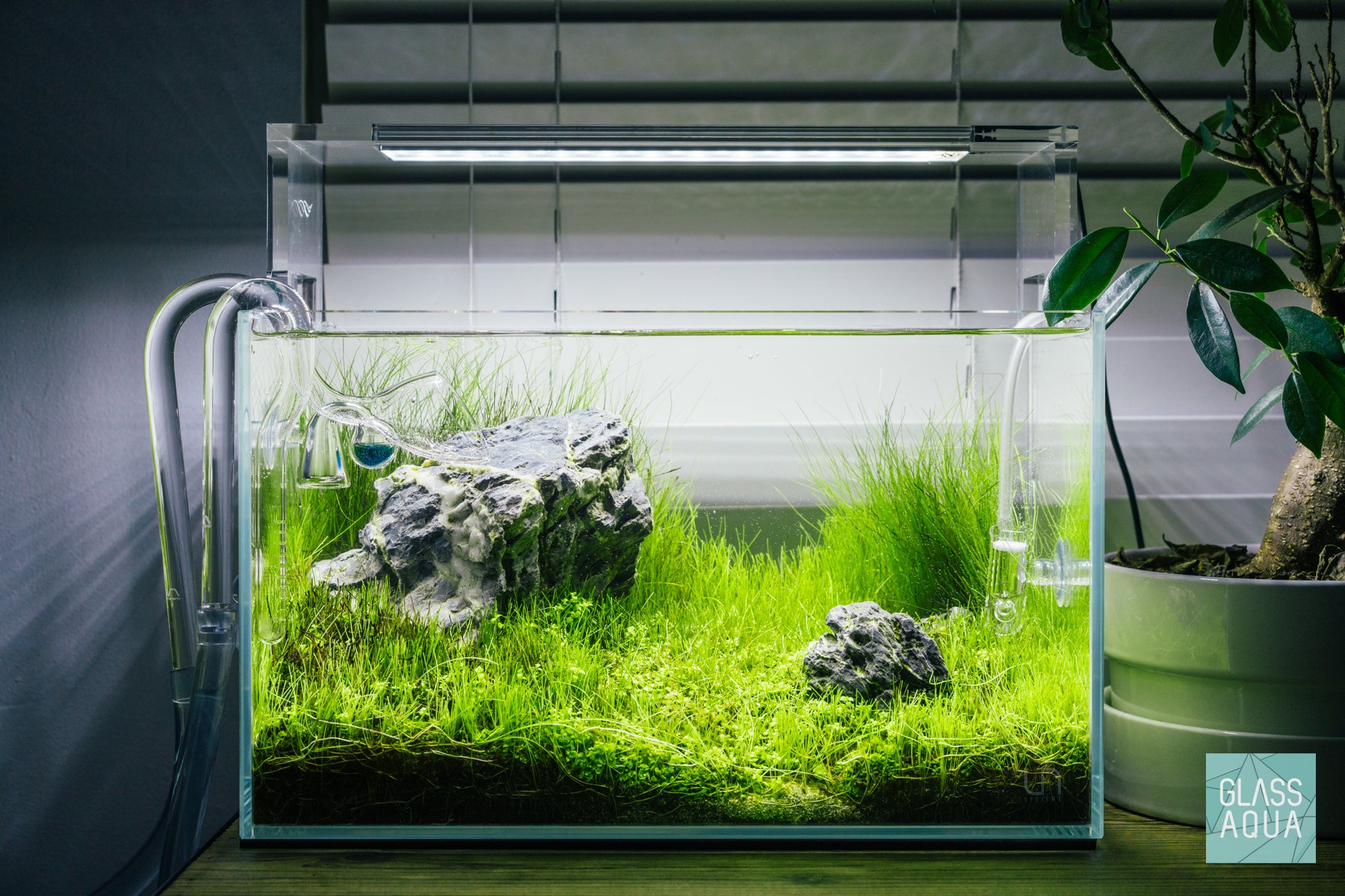 Micranthemum Monte Carlo - Carpet Aquatic Plant | Glass Aqua
