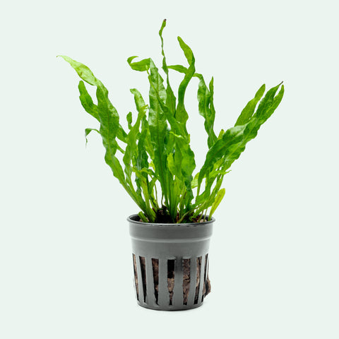 Shop Microsorum Pteropus Flaming Aquatic Plants - Glass Aqua