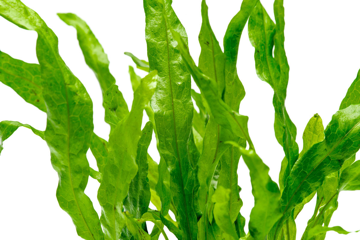 Microsorum Pteropus Java Fern Flaming Live Aquatic Plant – Glass Aqua