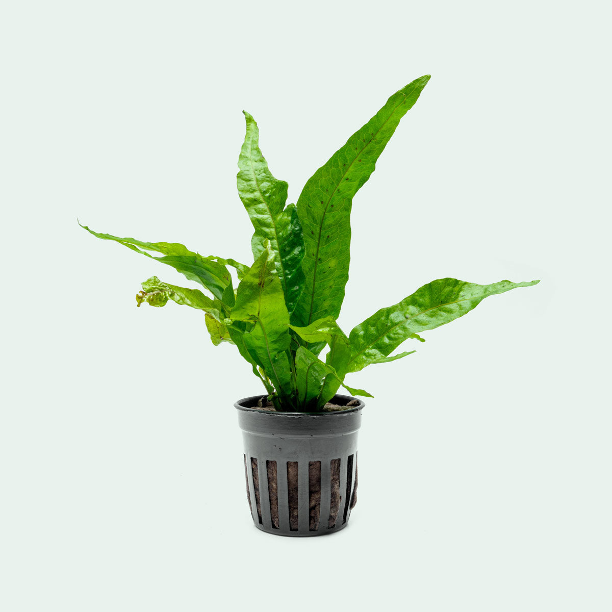 Microsorum Pteorpus Gold Sparkle - Shop Live Aquarium Plants - Glass Aqua
