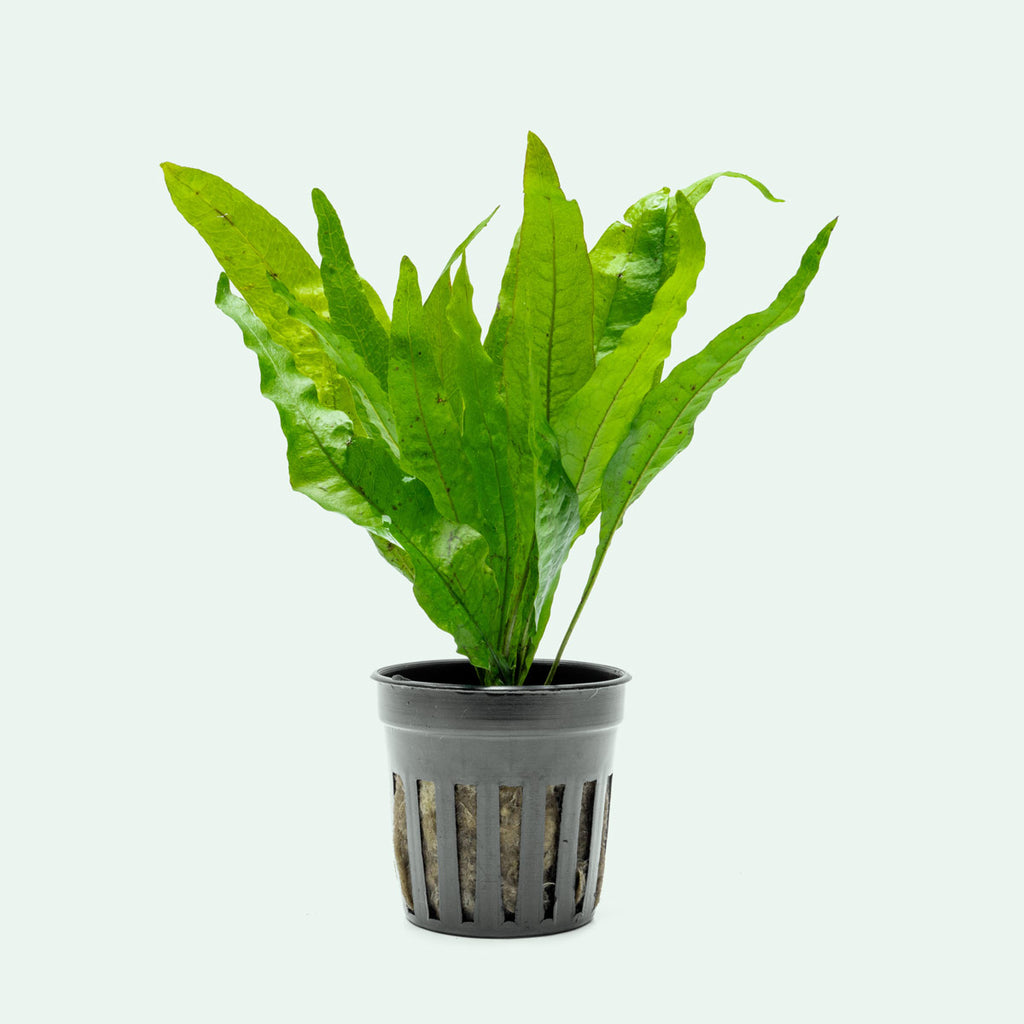 Microsorum Pteropus - Glass Aqua