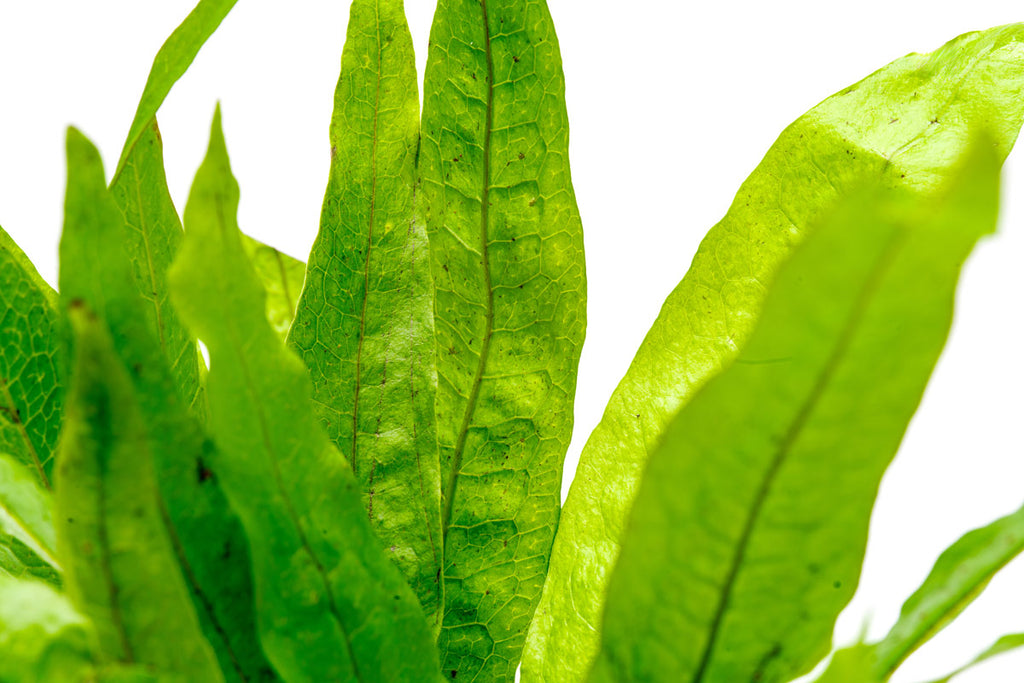 Java Fern Microsorum Pteropus Easy Beginner Aquatic Aquarium Plant ...