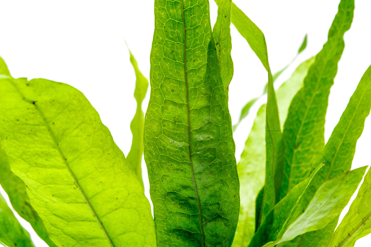 Java Fern Microsorum Pteropus Easy Beginner Aquatic Aquarium Plant ...