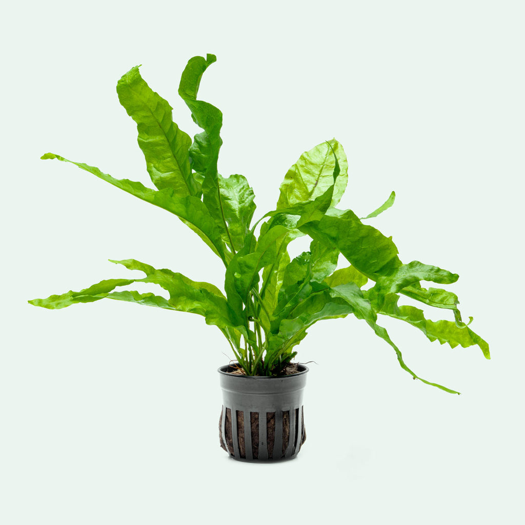 Microsorum Pteropus Latifolia - Glass Aqua
